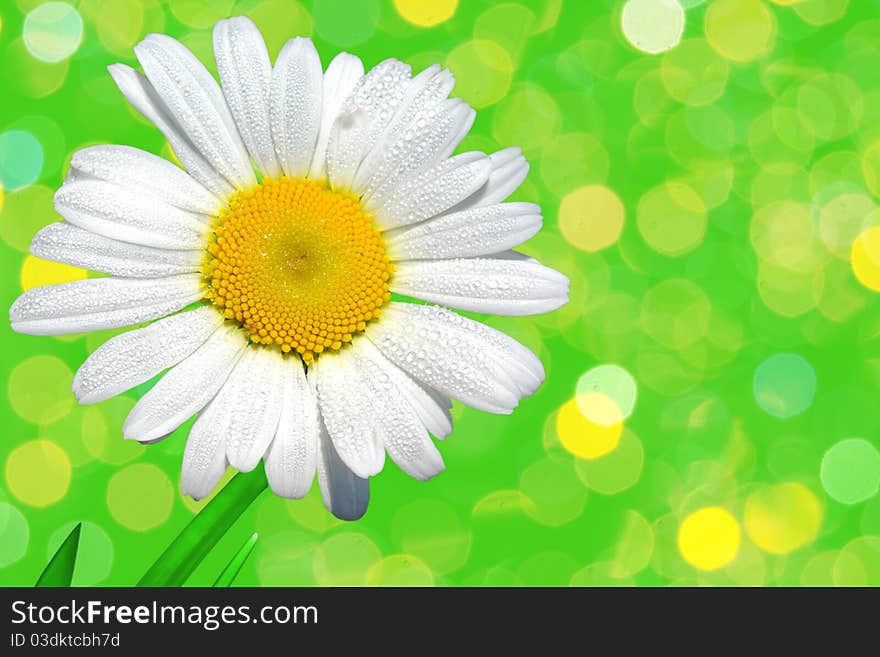 On the photo: Camomile closeup.