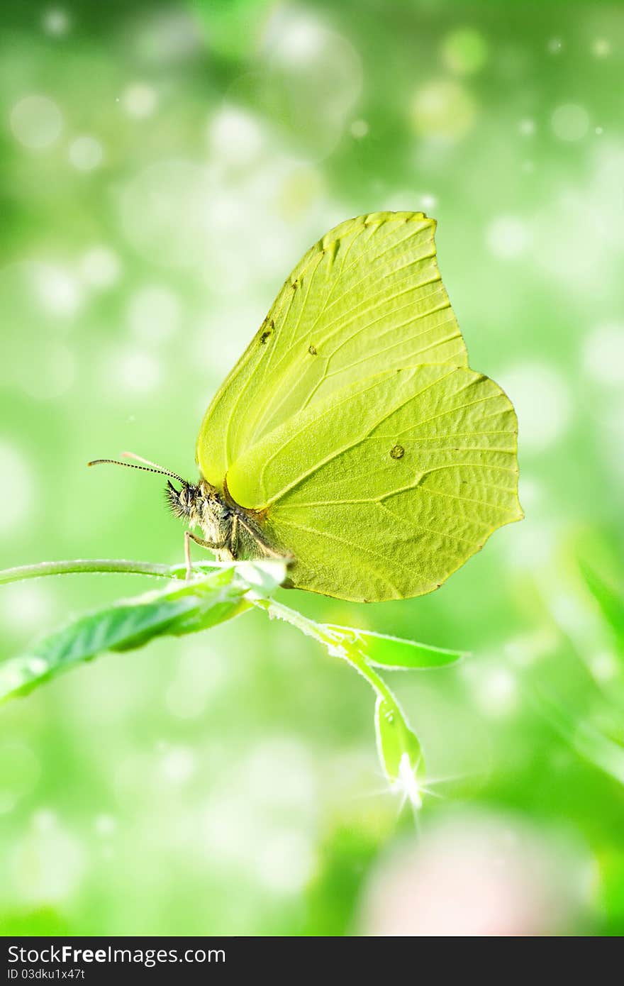 Brimstone on branch. Spring background.