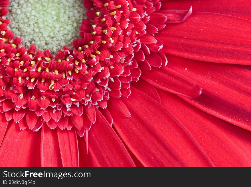 Red gerbera close-up, floral background. Red gerbera close-up, floral background