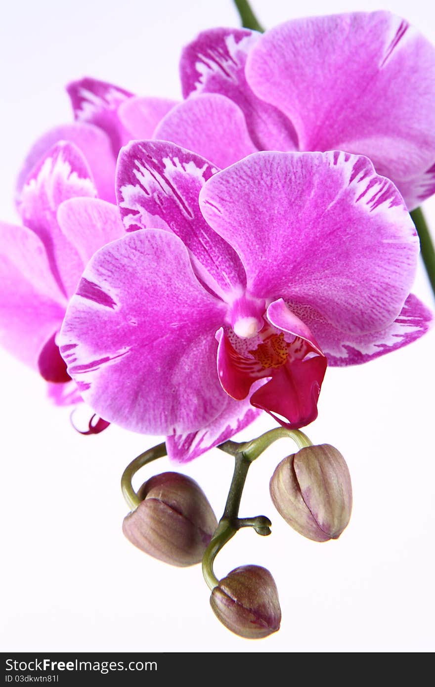 Orchid flower