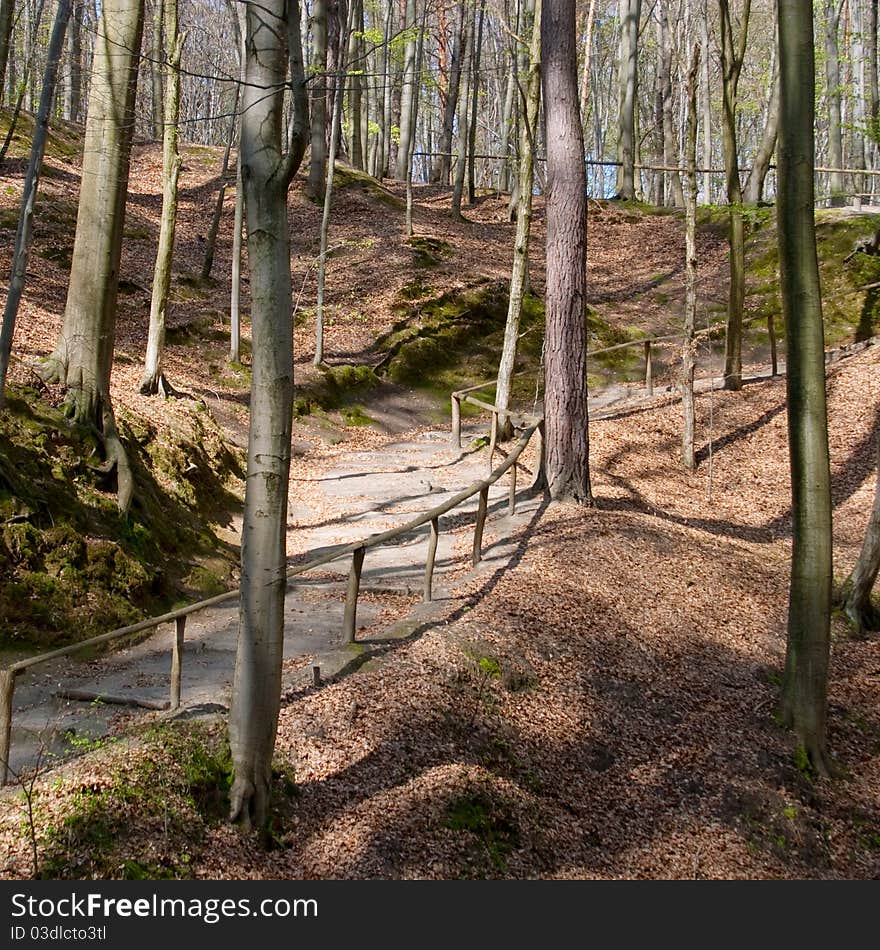 Beautiful spring forest