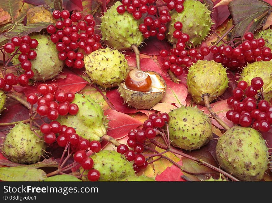 Chestnuts and autumn leaves