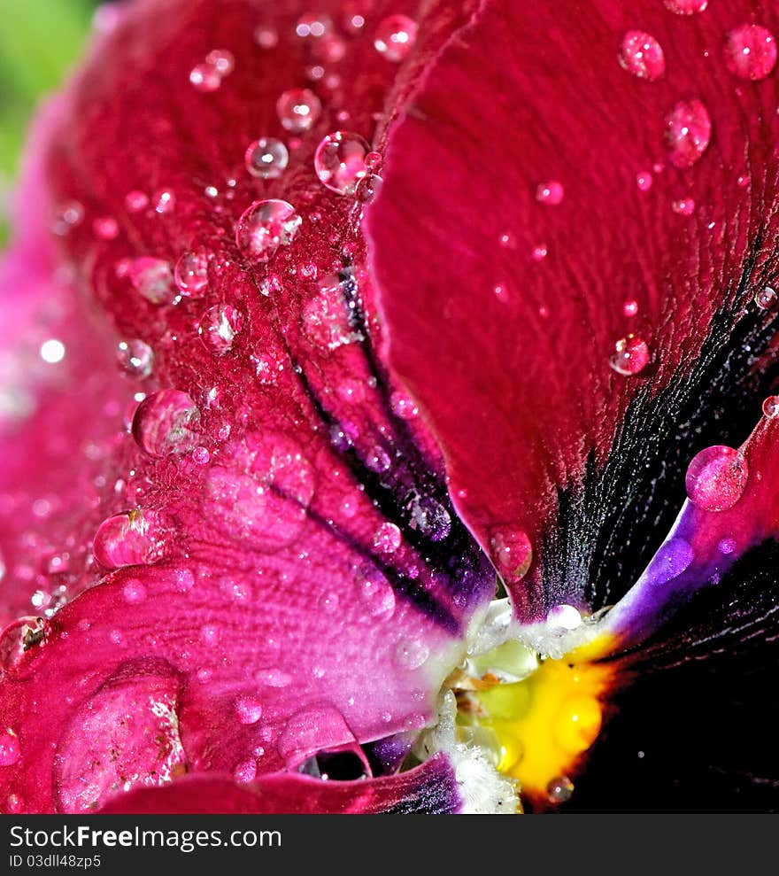 Raindrops on the petals of colorful flowers. Raindrops on the petals of colorful flowers