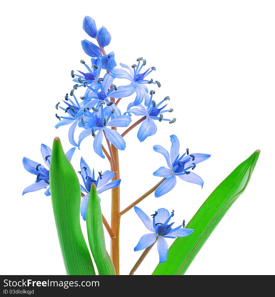 Siberian squill (Scilla siberica)