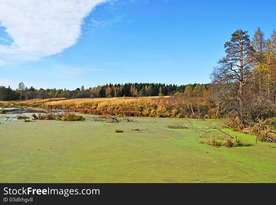 Green marshy lake with duckweed in forest, sunny autumn day. Green marshy lake with duckweed in forest, sunny autumn day