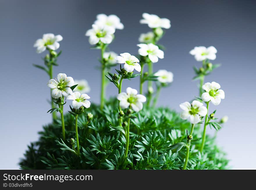 Flowers On A Gradient Blue Background