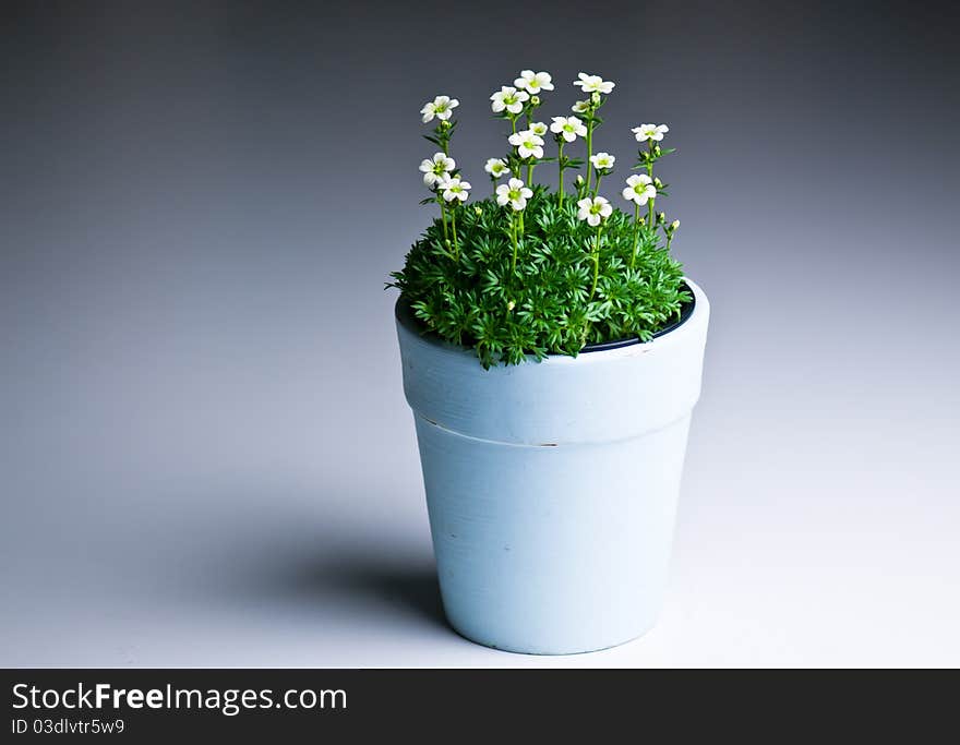 Still life flowers in pot on a gradient blue background