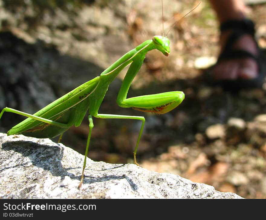 Praying Mantis on a hot rock