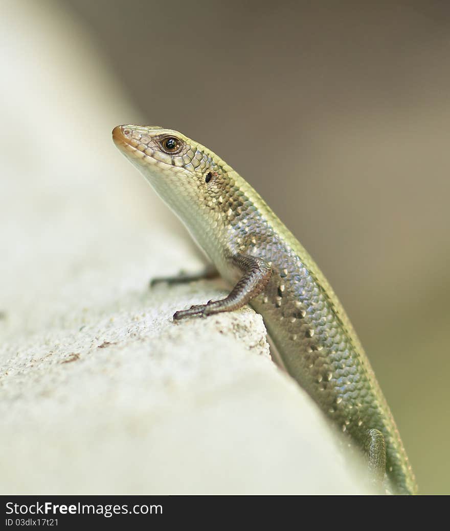 Speckled Forest Skink crawling on concrete