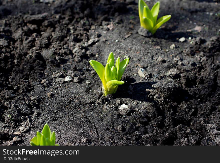 First green leafs of flowers at early spring. First green leafs of flowers at early spring