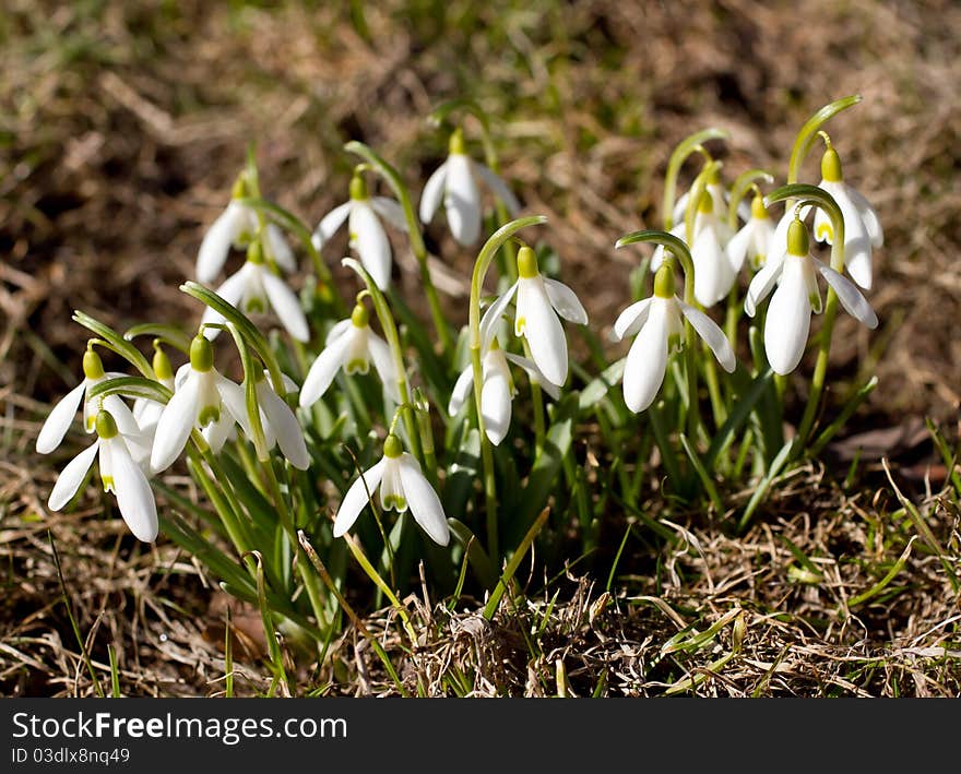 Snowflowers in garden at early spring