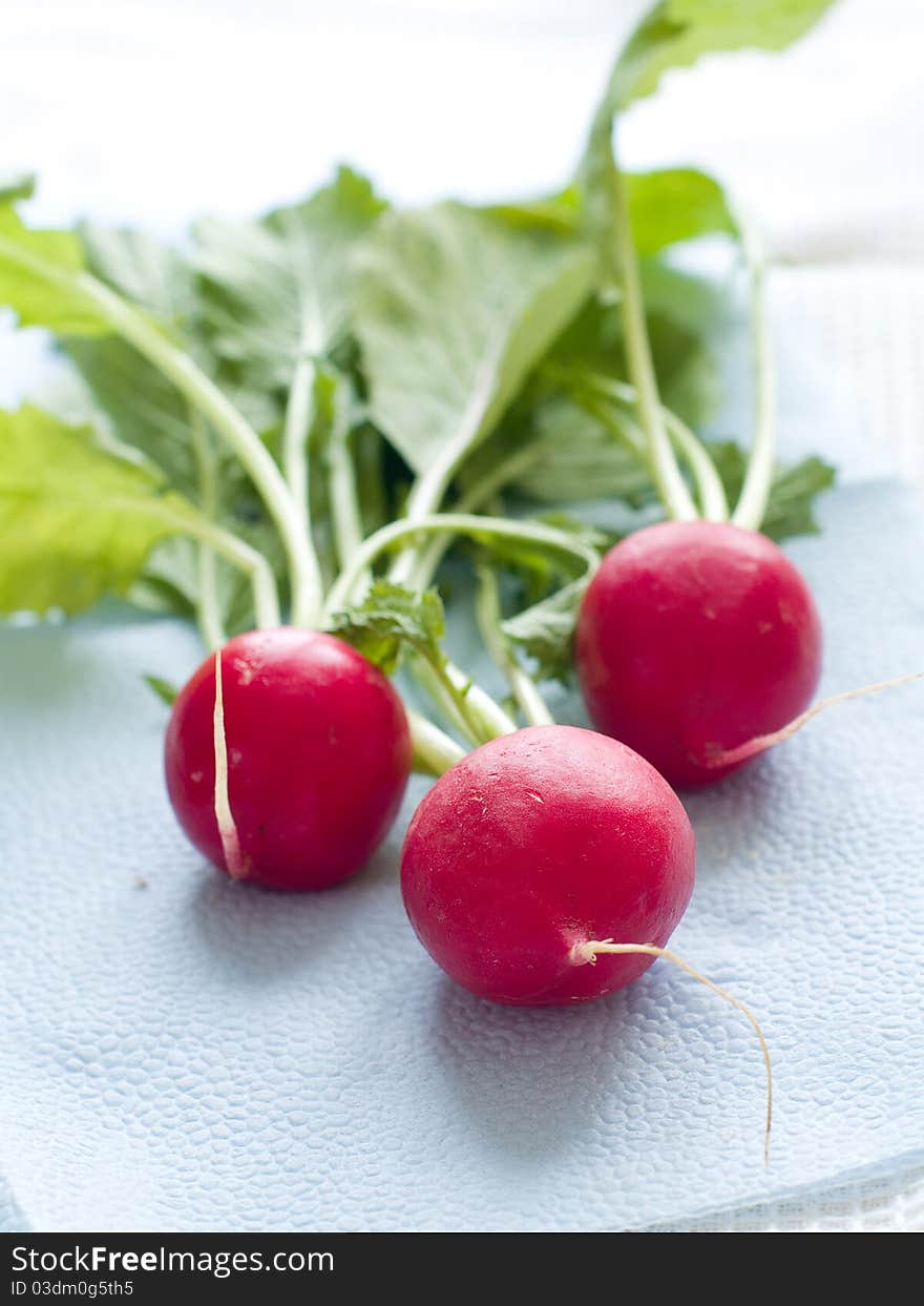 Fresh ripe radish on a kitchen towel