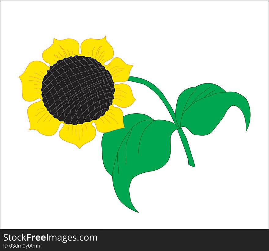 A blossoming sunflower with sunflower seed