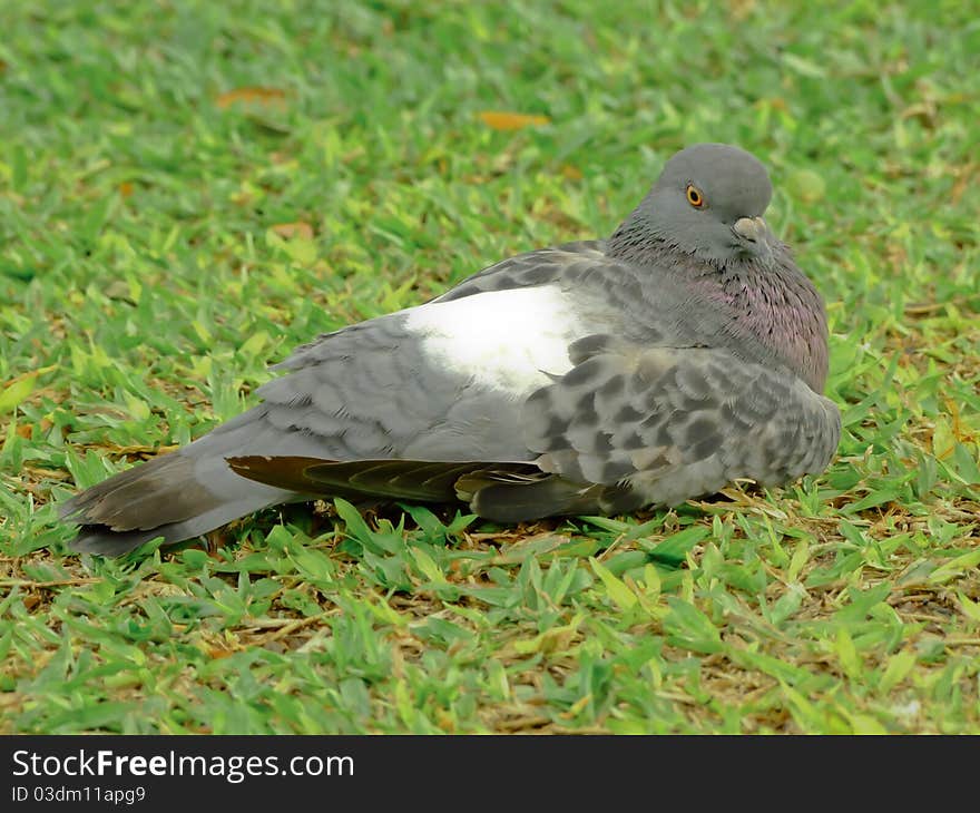 Pigeons in the grass