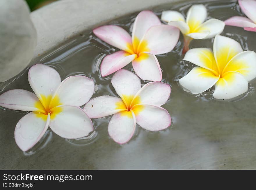 Beautiful flower spa in water