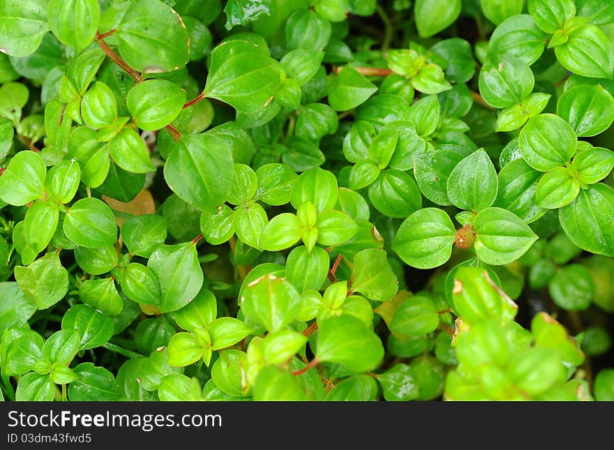 Green leaf pattern in morning day