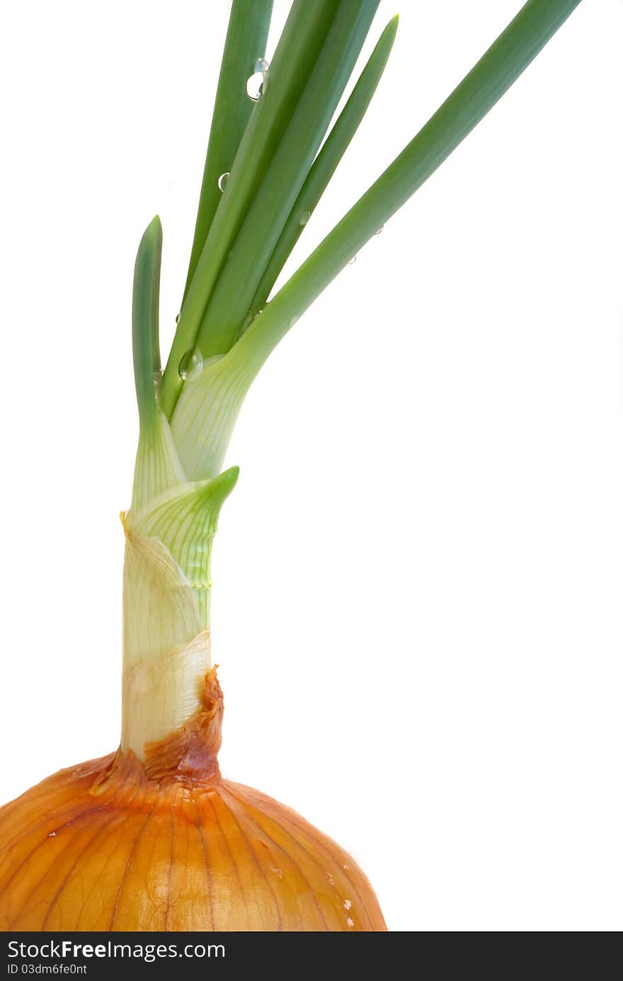 Close-up of onions isolated on white