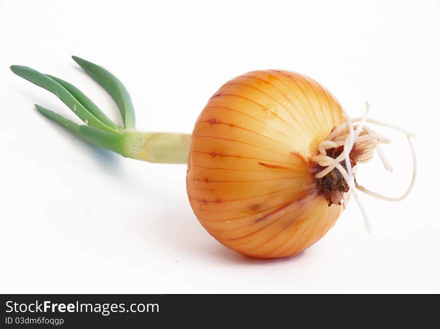 Onions with sprouts on a white background