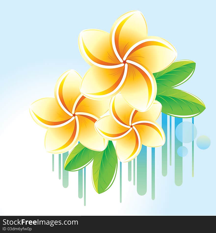 Floral background with frangipani.Image for design.