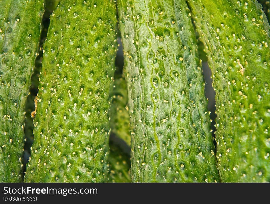 Cucumbers