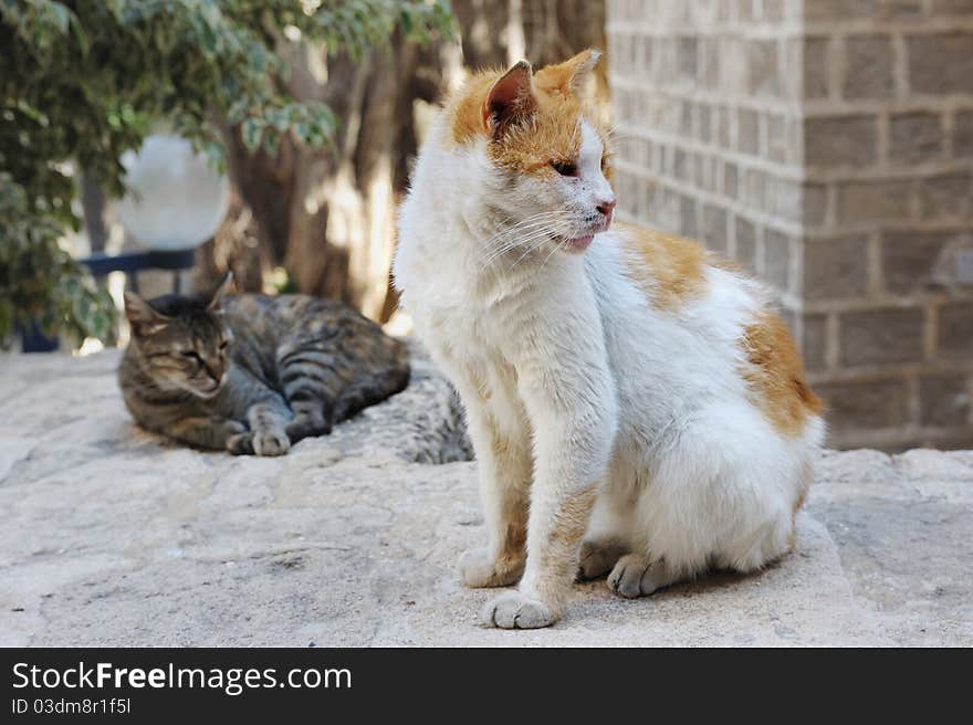 Stray cats in Jerusalem.