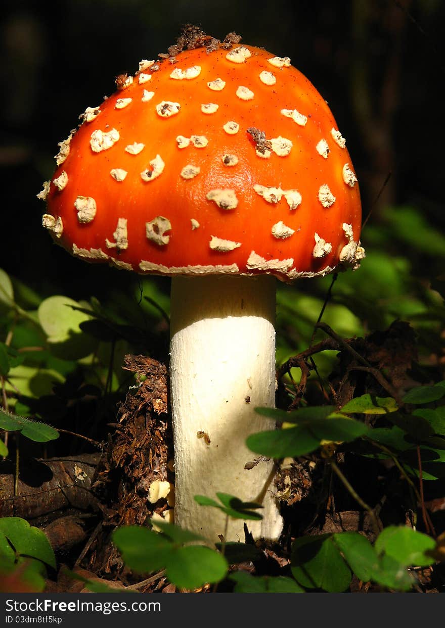 Beautiful mushroom amanita in the sunlight