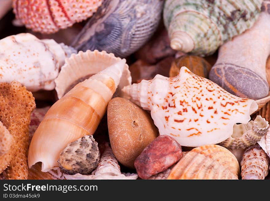 Close up photo of some sea goods. Close up photo of some sea goods