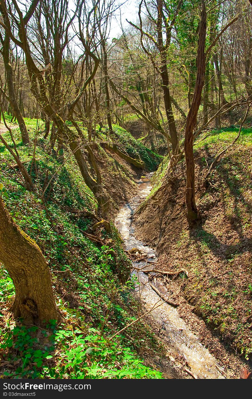 Clean cold mountain spring in green forest