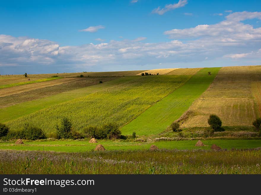 Summer landscape with green cultivated fields