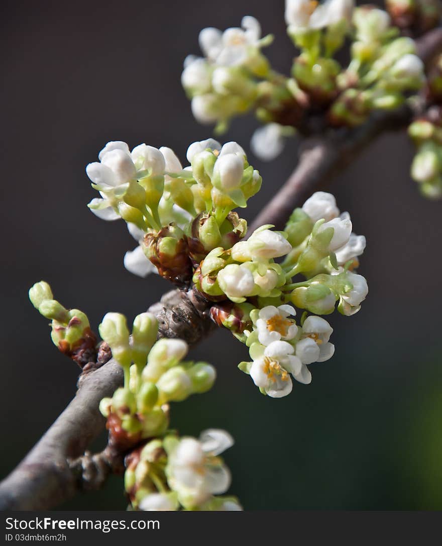 Branch With White Blossoms