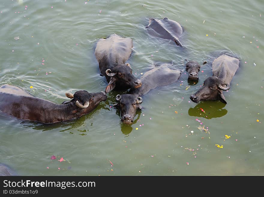 A herd of Indian buffaloes taking bath in the river Ganges to escape from summer heat. A herd of Indian buffaloes taking bath in the river Ganges to escape from summer heat