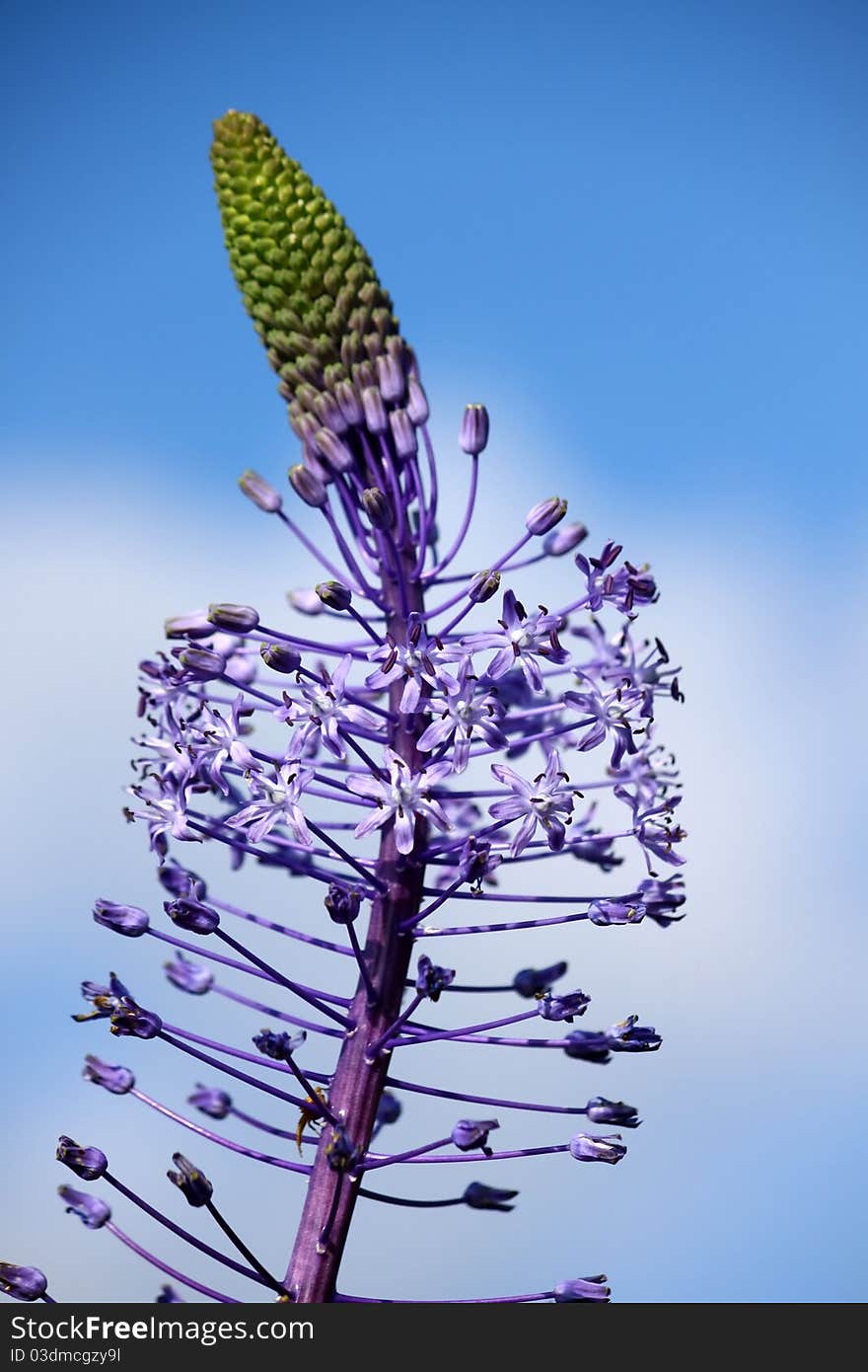 Hyacinth squill in bloom on blue sky background. Hyacinth squill in bloom on blue sky background.