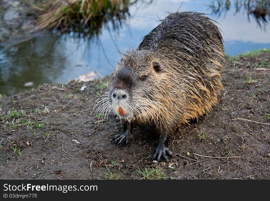 Nutria back from bathing in his pond