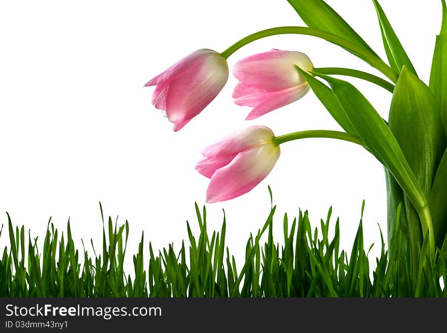 Tulips isolated on white background