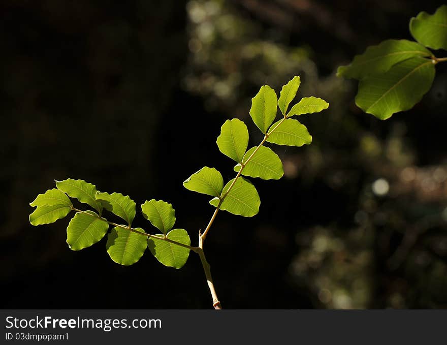 View of green illuminated branch on dark background. View of green illuminated branch on dark background.