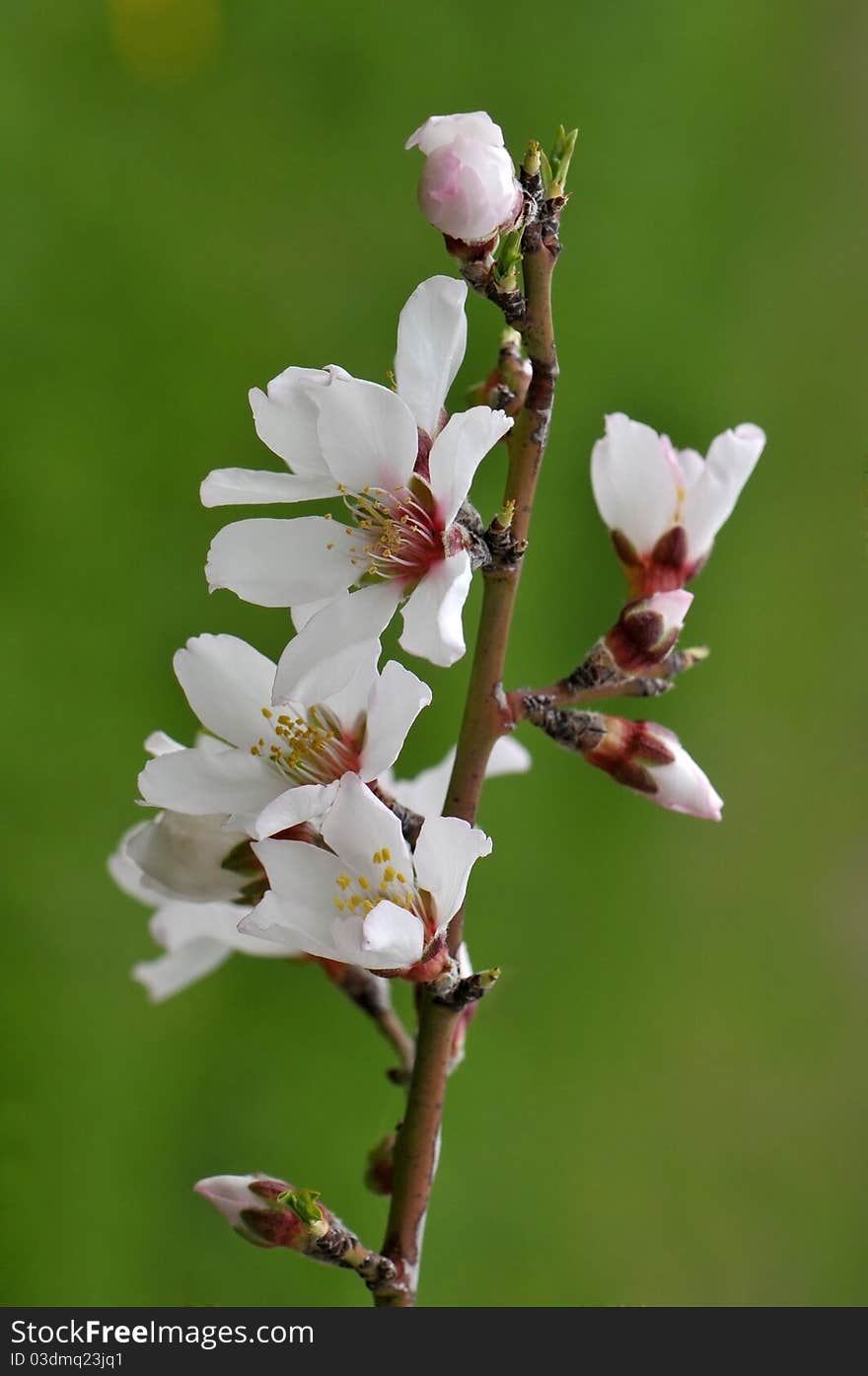 Spring blossom