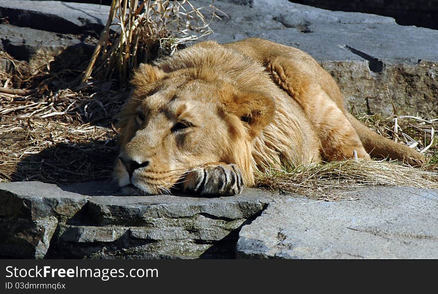 A lion in ZOO Prague