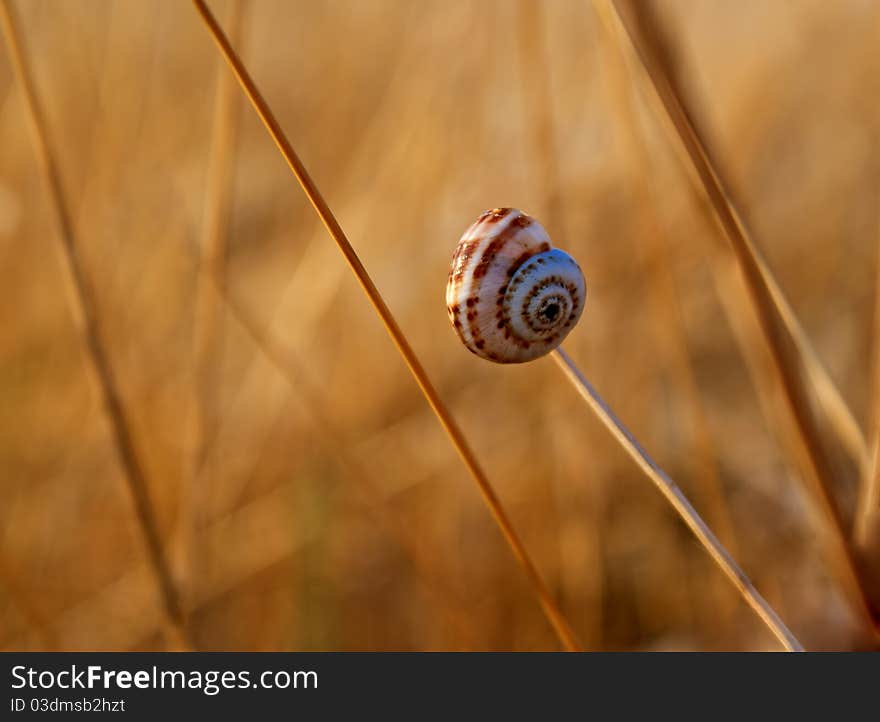 Snail