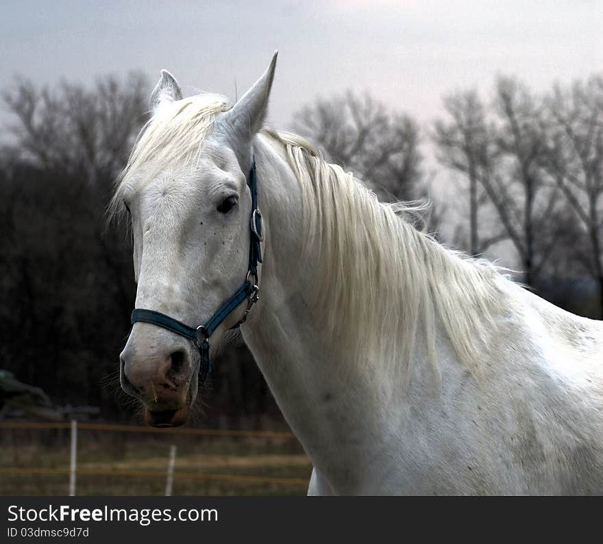 White horse on the farm