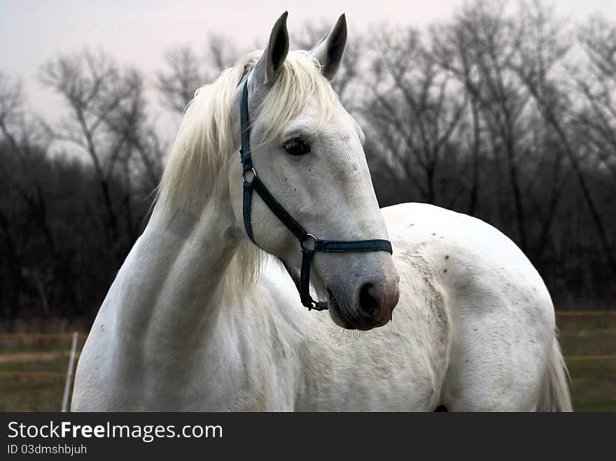 White horse on the farm