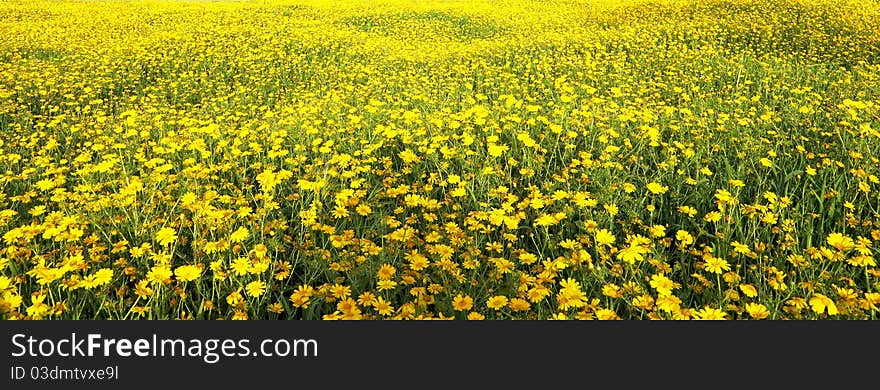 Spring blossom of yellow daisies in Israel