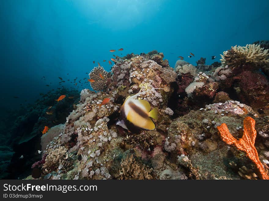 Underwater Scenery In The Red Sea.