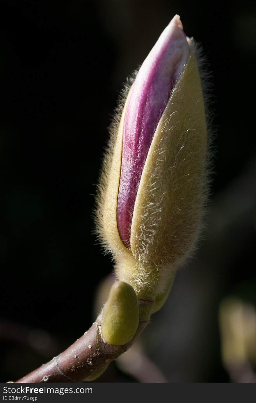 Close-up of flower bud on the garden.