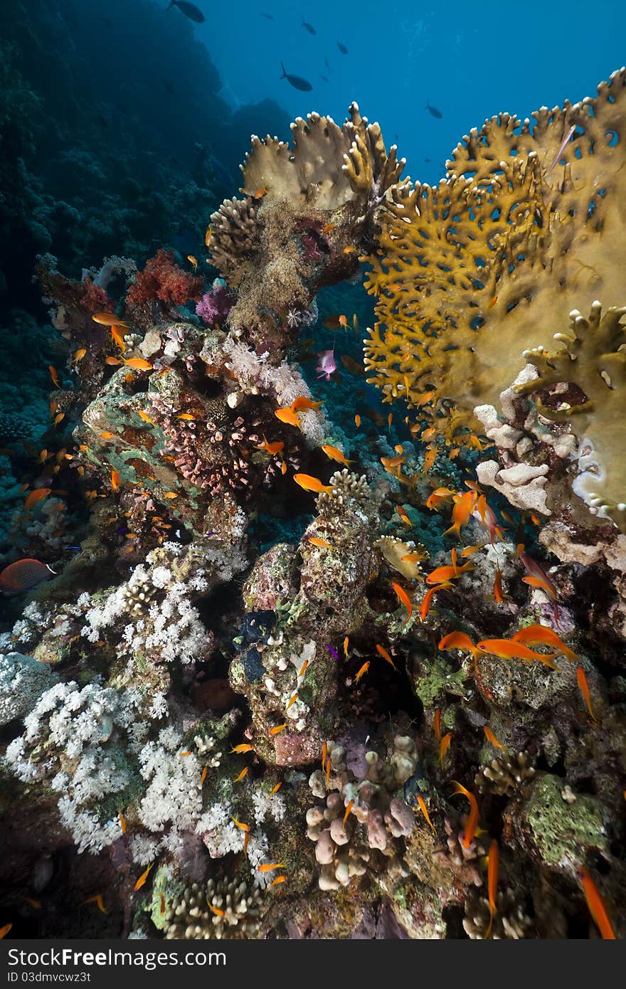 Underwater scenery in the Red Sea.