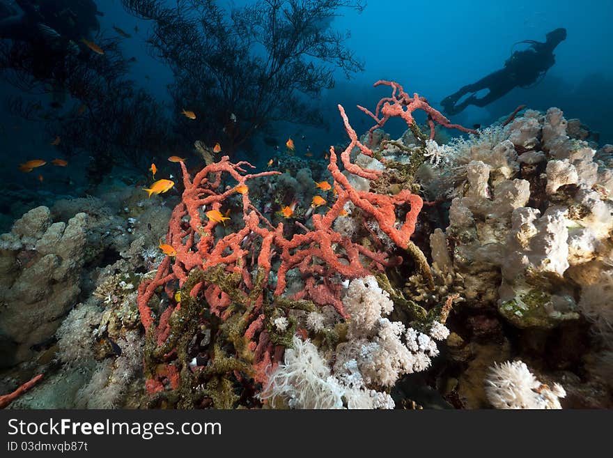 Toxic finger sponge and a diver in the Red Sea.