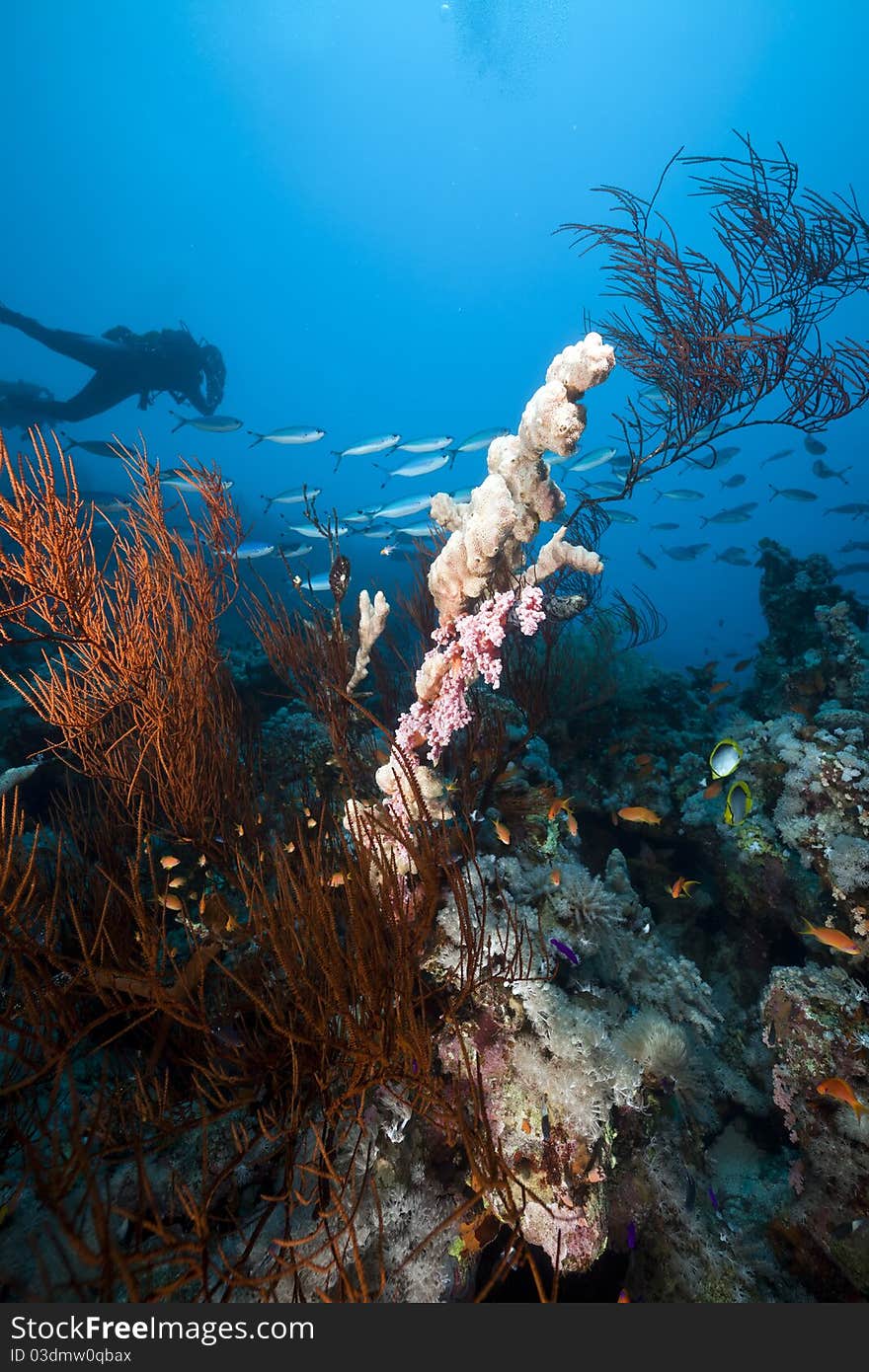 Underwater scenery and a diver in the Red Sea.