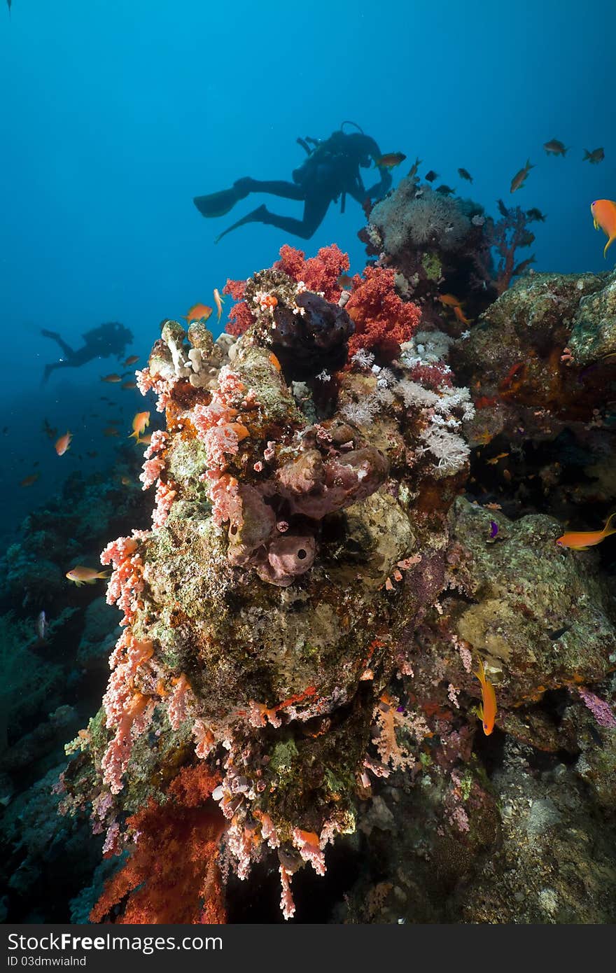 Underwater scenery and a diver in the Red Sea.