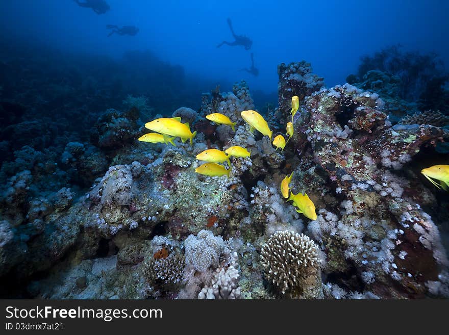 Yellowsaddle Goatfish In The Red Sea.