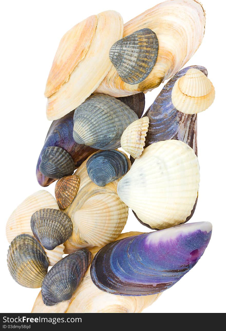 Seashells