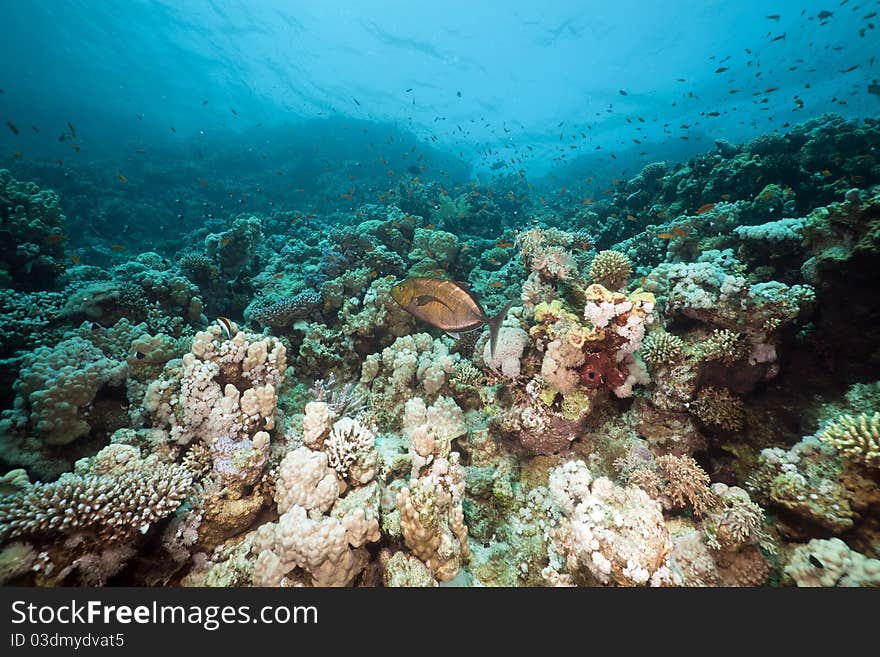 Underwater Scenery In The Red Sea.